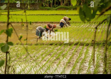 L'agriculture est le plus gros secteur de l'emploi au Bangladesh. Le rendement de ce secteur a un impact écrasant sur les grands objectifs macroéconomiques Banque D'Images