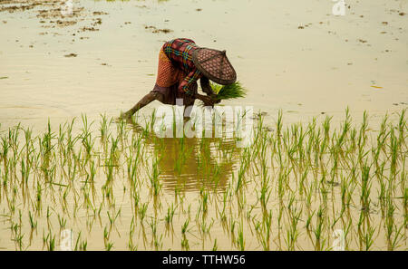 L'agriculture est le plus gros secteur de l'emploi au Bangladesh. Le rendement de ce secteur a un impact écrasant sur les grands objectifs macroéconomiques Banque D'Images