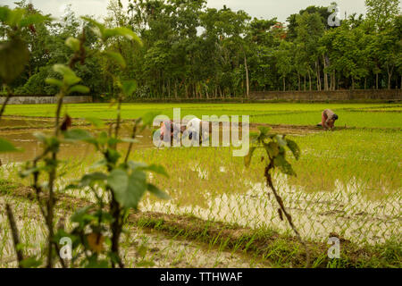 L'agriculture est le plus gros secteur de l'emploi au Bangladesh. Le rendement de ce secteur a un impact écrasant sur les grands objectifs macroéconomiques Banque D'Images