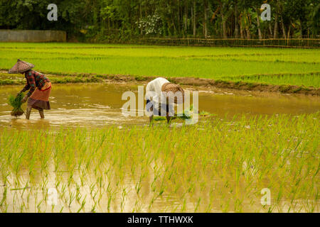 L'agriculture est le plus gros secteur de l'emploi au Bangladesh. Le rendement de ce secteur a un impact écrasant sur les grands objectifs macroéconomiques Banque D'Images