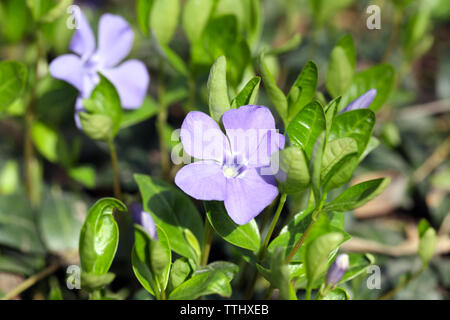 Bleu pervenche fleurs de printemps dans le jardin Banque D'Images