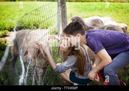 Femme de caresser moutons tout en crouching by fence in farm Banque D'Images