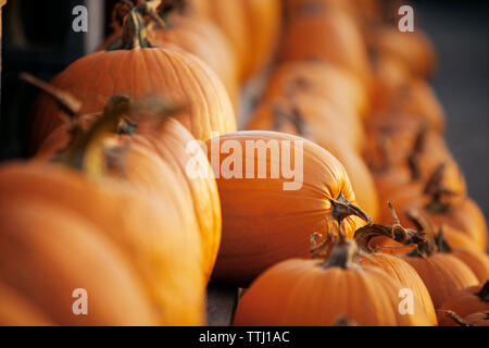 Close-up of pumpkins at market stall Banque D'Images