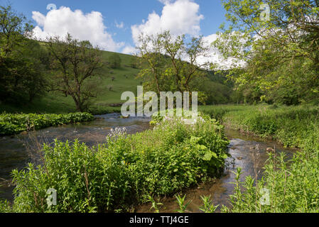 Belle journée d'été en Chee Dale près de Buxton, dans le parc national de Peak District, Derbyshire, Angleterre. Chemin au bord de la rivière Wye. Banque D'Images