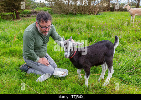 L'homme avec l'animal chèvre, comté de Kerry, Irlande Banque D'Images