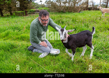 L'homme avec l'animal chèvre, comté de Kerry, Irlande Banque D'Images