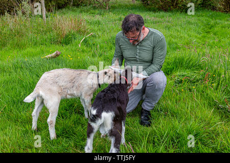 L'homme avec l'animal chèvre, comté de Kerry, Irlande Banque D'Images