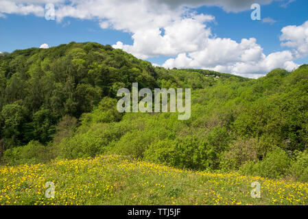 Belle journée d'été en Chee Dale près de Buxton, dans le parc national de Peak District, Derbyshire, Angleterre. Banque D'Images