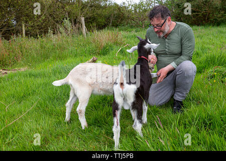 L'homme avec l'animal chèvre, comté de Kerry, Irlande Banque D'Images