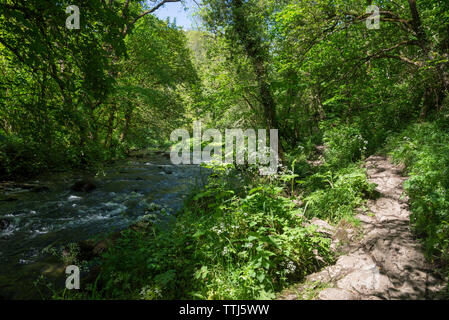 Belle journée d'été en Chee Dale près de Buxton, dans le parc national de Peak District, Derbyshire, Angleterre. Chemin au bord de la rivière Wye. Banque D'Images