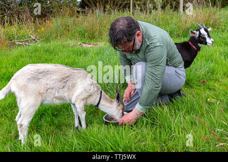 L'homme avec l'animal chèvre, comté de Kerry, Irlande Banque D'Images