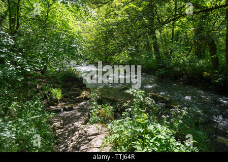 Belle journée d'été en Chee Dale près de Buxton, dans le parc national de Peak District, Derbyshire, Angleterre. Chemin au bord de la rivière Wye. Banque D'Images