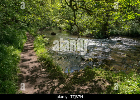 Belle journée d'été en Chee Dale près de Buxton, dans le parc national de Peak District, Derbyshire, Angleterre. À côté du chemin River Wye Banque D'Images