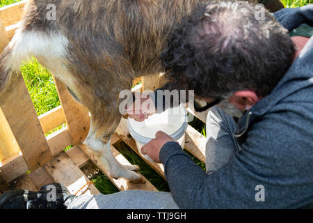 L'homme avec l'animal chèvre, comté de Kerry, Irlande Banque D'Images