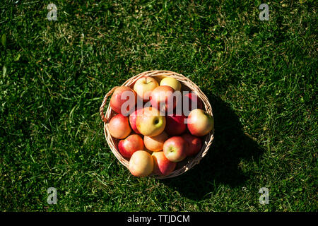 Vue aérienne de pommes dans le panier sur terrain Banque D'Images