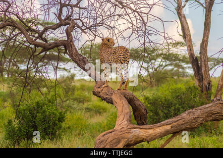 Le guépard perché sur un arbre mort dans le parc au centre du Kenya Samburu Banque D'Images