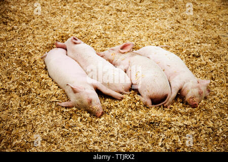 Les porcelets de la ferme de Banque D'Images