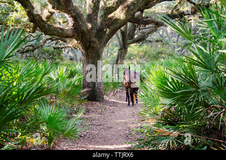 Chevaux marche sur sentier au milieu d'arbres en forêt Banque D'Images