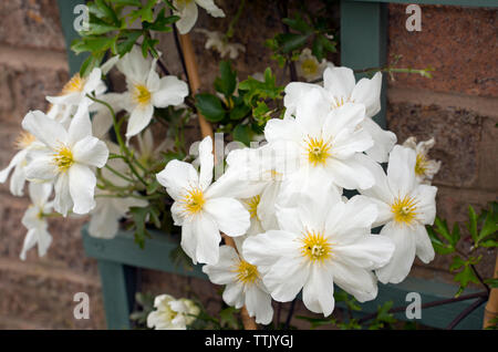 Fleurs blanches de clématites Avalanche Cartmanii Blaaval, Close up a Evergreen grimper, au printemps Angleterre Royaume-Uni GB Grande-Bretagne Banque D'Images