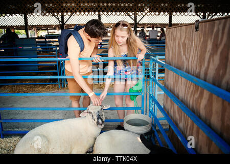 Couple de caresser les moutons tout en se tenant dans l'pen Banque D'Images