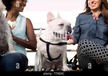 Happy friends sitting avec des chiens sur un banc du park Banque D'Images