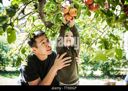 Père regardant boy picking de apple tree Banque D'Images