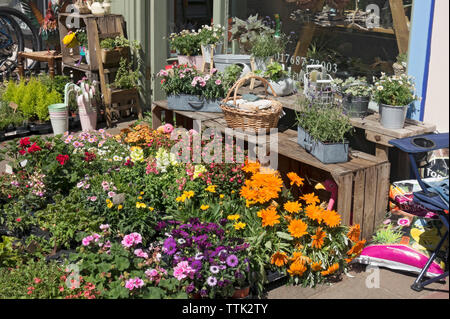 Plantes colorées de literie de jardin à vendre à l'extérieur du magasin fleuriste en été Angleterre Royaume-Uni Grande-Bretagne Grande-Bretagne Banque D'Images