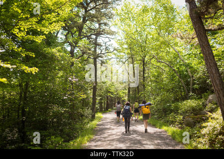 Vue arrière d'amis marche sur route au milieu d'arbres en forêt Banque D'Images