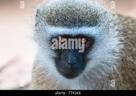 Portrait d'un singe Banque D'Images