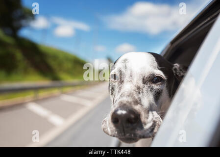 Portrait de chien Dalmatien équitation dans voiture contre sky Banque D'Images