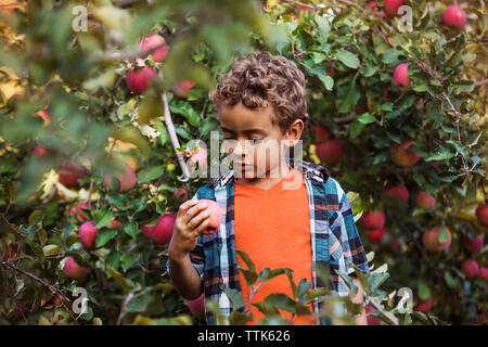 Boy holding apple tout en se tenant dans Orchard Banque D'Images