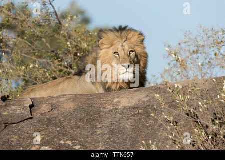 Lion (Panthera leo), mâle, portant sur une colline l'arpentage son royaume, Serengeti, Tanzanie Banque D'Images