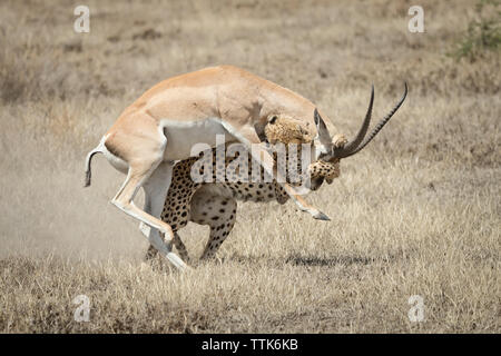 Le Guépard (Acinonyx jubatus) la chasse et la lutte pour faire tomber une Gazelle, subventions, Ndutu Tanzanie Banque D'Images