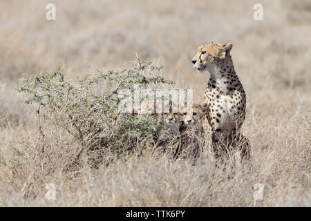 Le Guépard (Acinonyx jubatus) portrait de famille avec petits se cacher derrière un buisson Banque D'Images