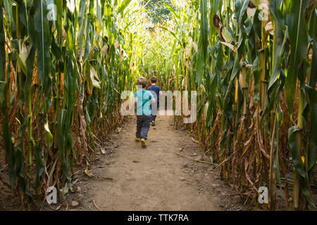 Toute la longueur de l'insouciance qui traverse frères labyrinthe de maïs Banque D'Images