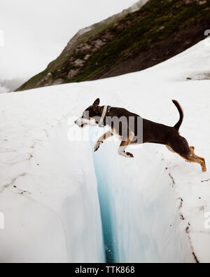 Brave chien sautille à travers une fissure de la glace de glacier en Alaska Banque D'Images