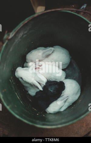 Portrait de lapins dans la benne Banque D'Images