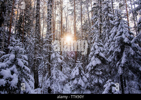 La neige a couvert des arbres en forêt pendant le coucher du soleil Banque D'Images