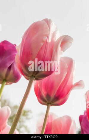 Tulipes fleur de ressort poussant dans un jardin. Banque D'Images
