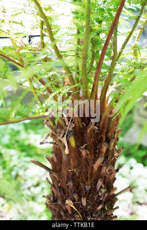 Balantium antarcticum, également connu sous le nom de Dicksonia antarctica - Australian soft tree fern. Banque D'Images