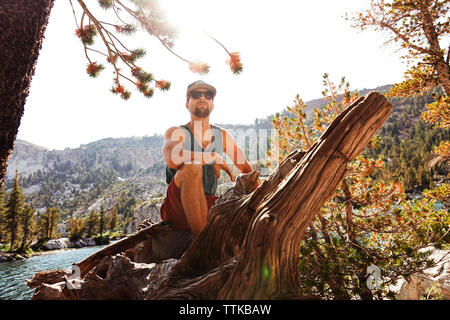 Low angle view of man wearing sunglasses sitting on tree trunk contre ciel clair en forêt durant les jours ensoleillés Banque D'Images