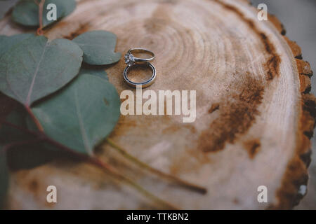 Portrait de mariage avec des feuilles sur souche d'arbre Banque D'Images