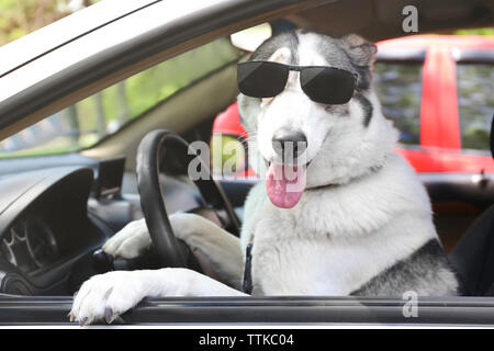 Cute dog in sunglasses sitting in car Banque D'Images