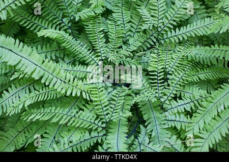 Adiantum aleuticum - Western maidenhair fern. Banque D'Images
