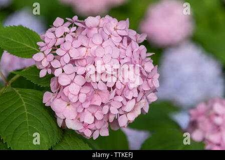 Belles fleurs hortensia à Gainesville, Géorgie. (USA) Banque D'Images