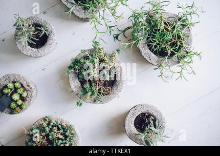 Vue de dessus de plantes en pot sur la table flower shop Banque D'Images