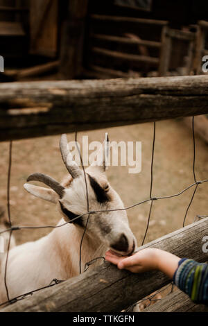 Jeune garçon feeding goat dans une ferme au cours de la journée Banque D'Images