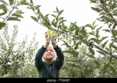 Boy picking de apple tree en verger contre ciel clair Banque D'Images