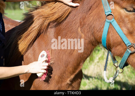 La main coupée de woman brushing cheval brun sur terrain au cours de journée ensoleillée Banque D'Images