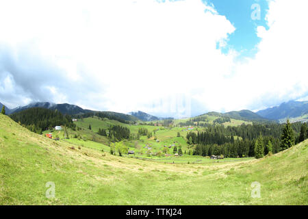 Forest Green Hills dans les montagnes Banque D'Images